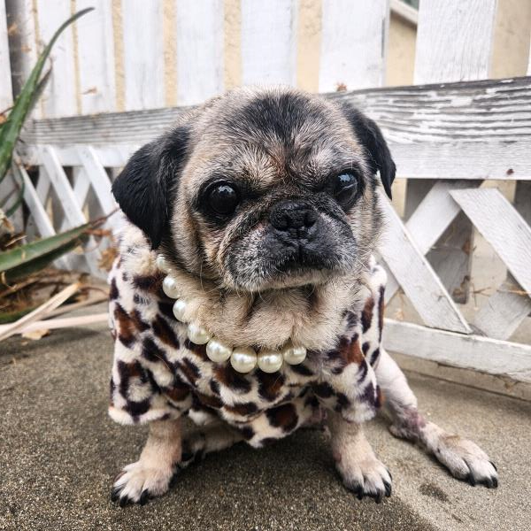 /images/uploads/pug nation rescue of los angeles/pugnation2024/entries/30788.jpg